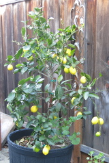 A Bearss lime tree